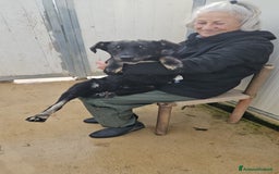 Meticcio cani in regalo: Carlo: 1 anno e mezzo, socievole, timido, dolce a Città Metropolitana di Genova - Immagine 15