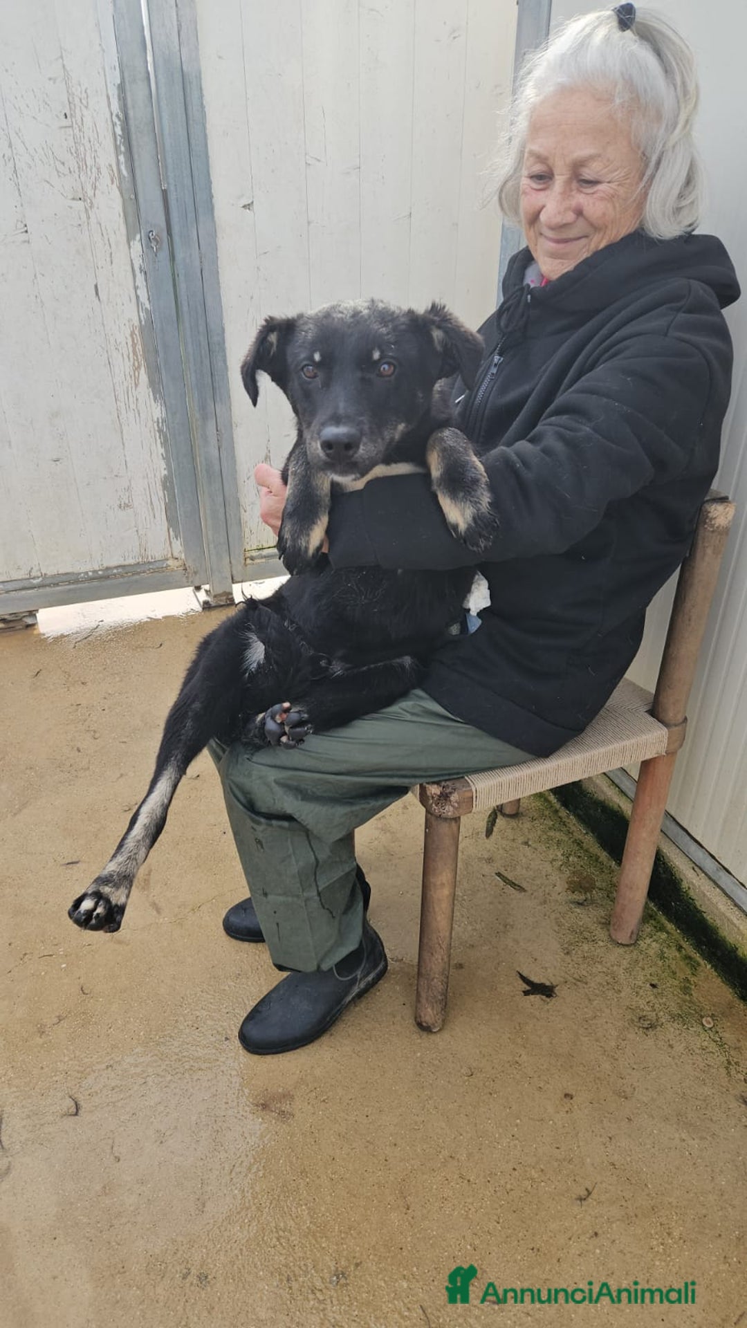 Meticcio cani in regalo: Carlo: 1 anno e mezzo, socievole, timido, dolce a Città Metropolitana di Genova - Immagine 15