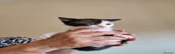Meticcio gatti in regalo: Scacco gattino bellissimo - Annuncio 6