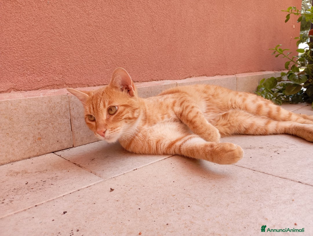 Europeo gatti in regalo: Rumba cerca casa - Annuncio 3