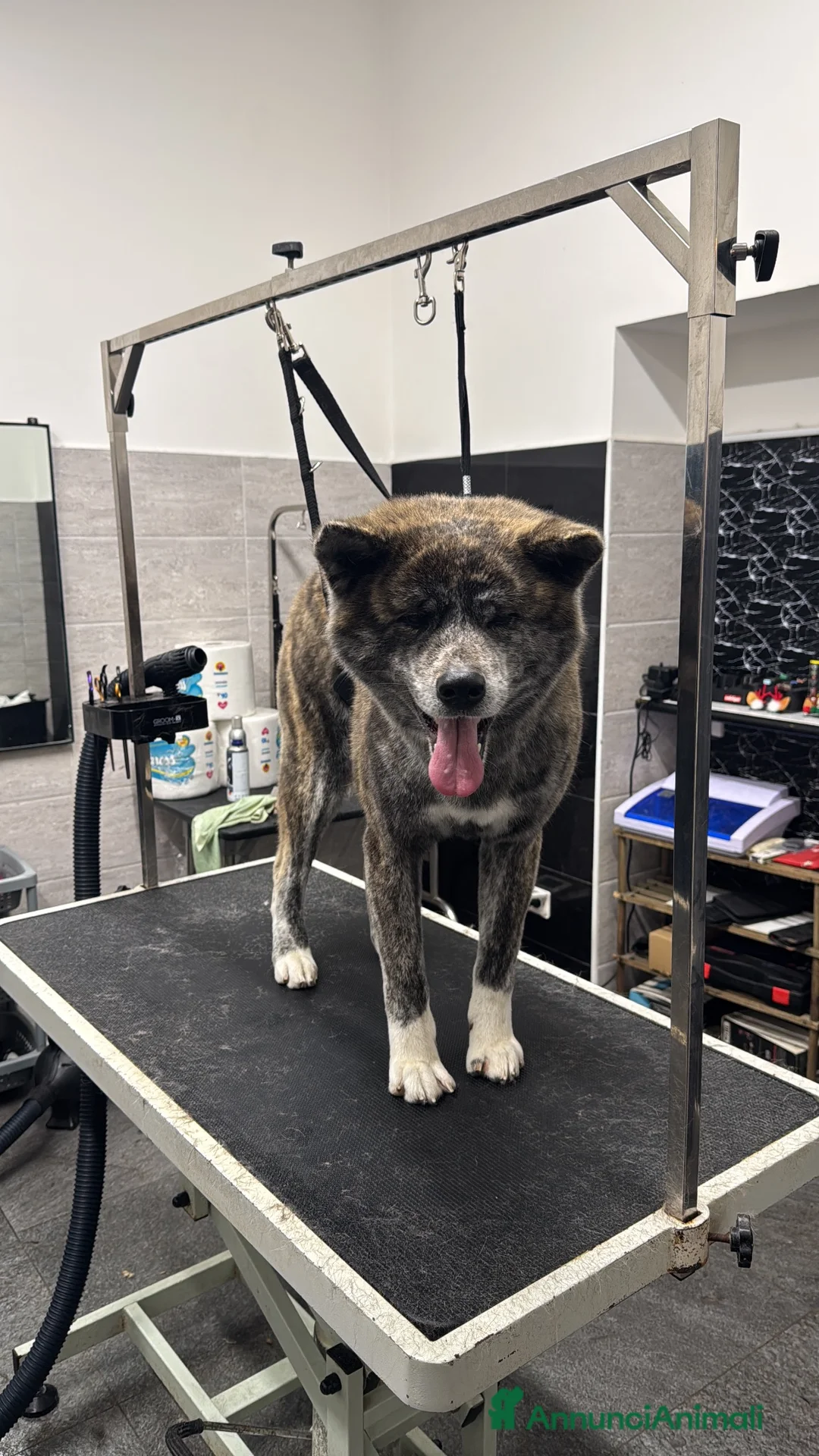 Akita Inu cani per accoppiamento: Accoppiamento a Provincia di Frosinone - Annuncio 2