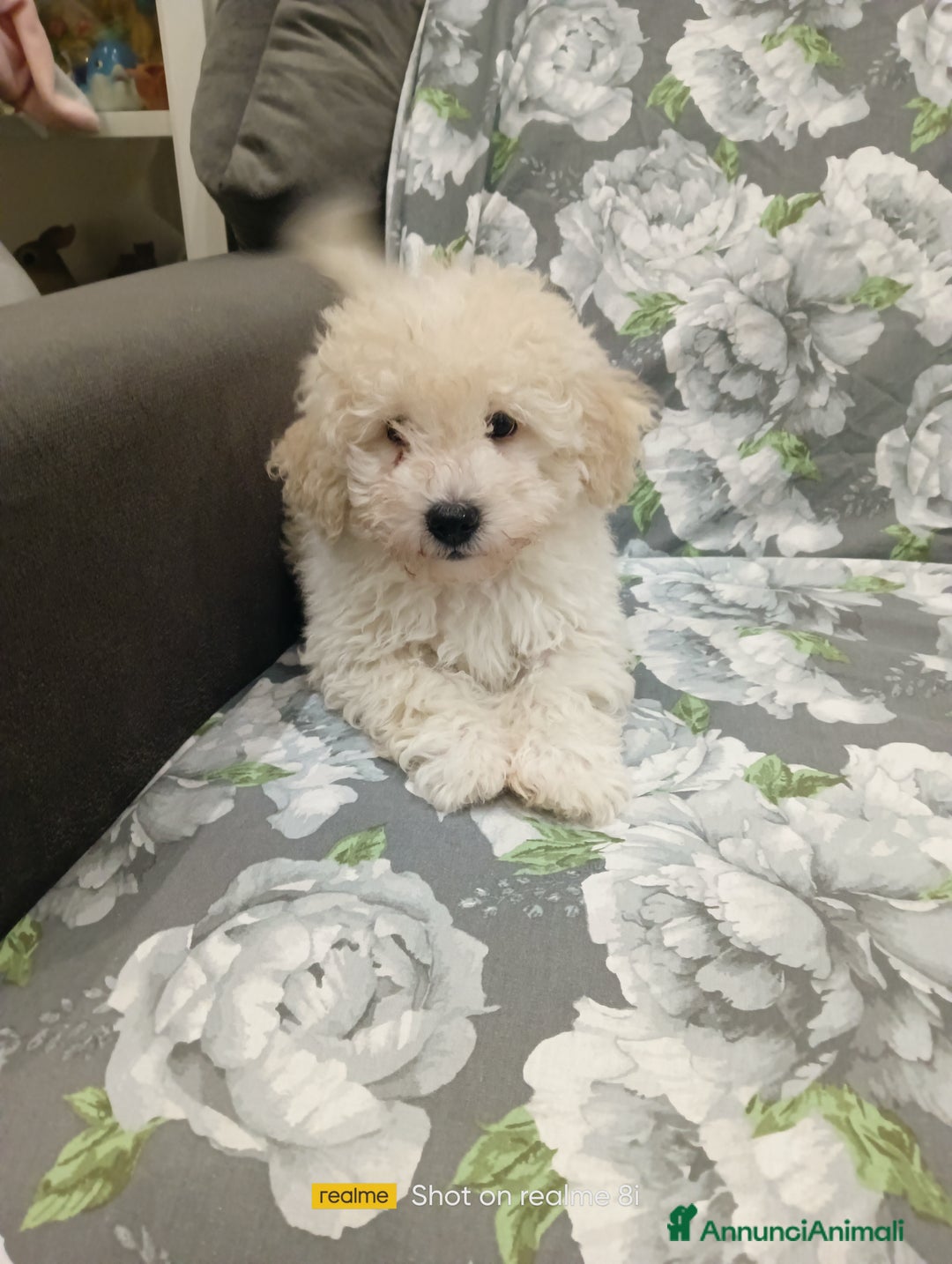 Meticcio cani in vendita: Maltipoo maschio  - Annuncio 4