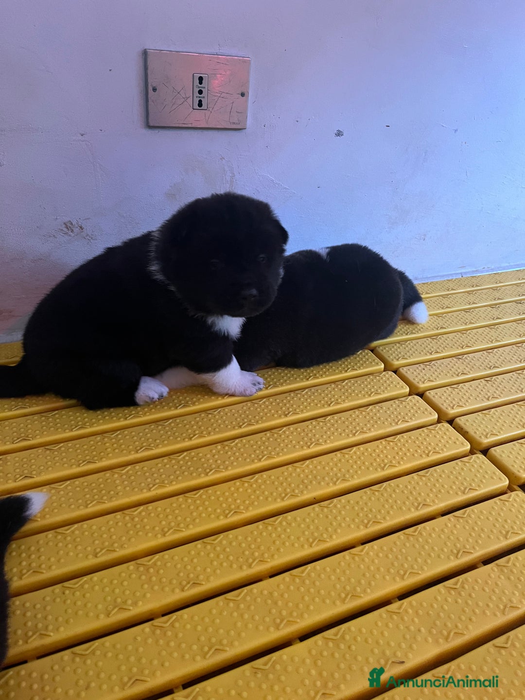 Akita Americano cani in vendita: Cuccioli di Akita Americano  - Annuncio 5