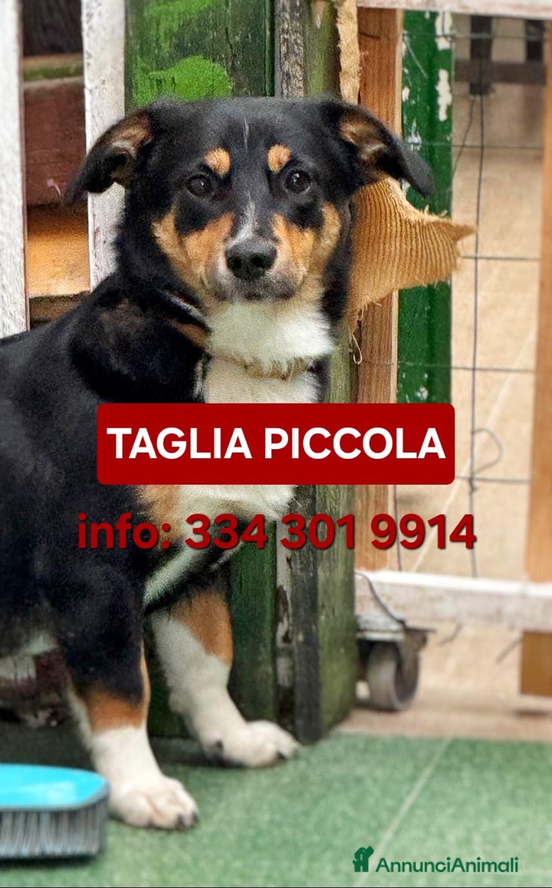 Meticcio cani in regalo: OSCAR 💙 -taglia piccola, buonissimo! Chiama!!🙏🏻 - Annuncio 1