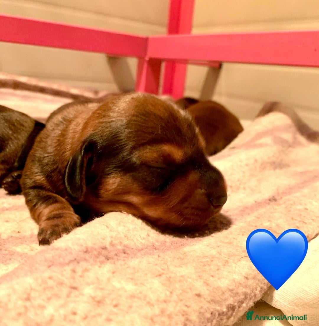 Bassotto cani in vendita: CUCCIOLI BASSOTTO NANO PELO CORTO - Annuncio 4