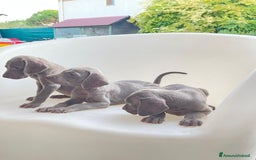 Weimaraner cani in vendita: Cuccioli di Weimaraner  a Provincia di Verona - Annuncio 2