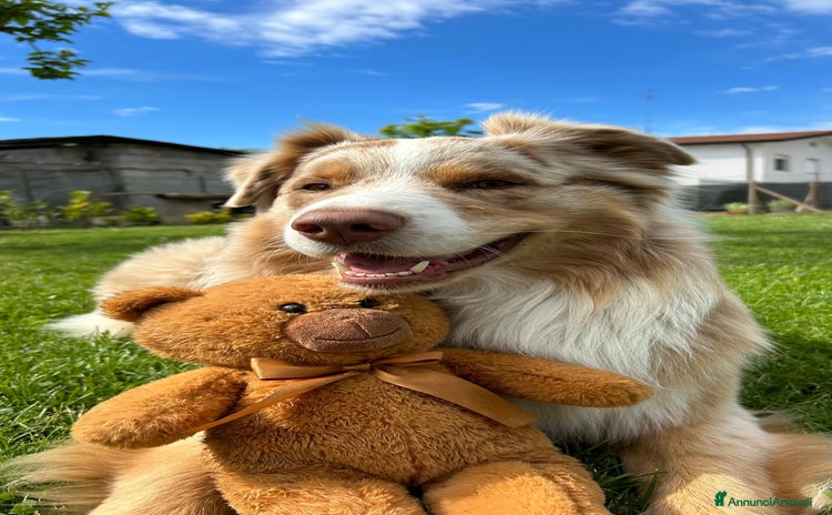 Australian Shepherd cani a Provincia di Treviso - Annuncio 2