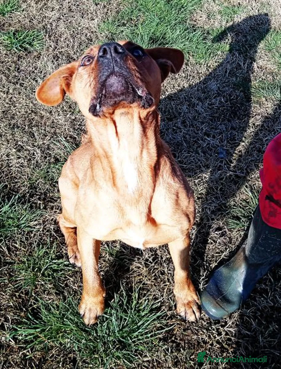Meticcio cani in regalo: LAYLA, due occhi profondi e tristi a Provincia di Latina - Annuncio 6