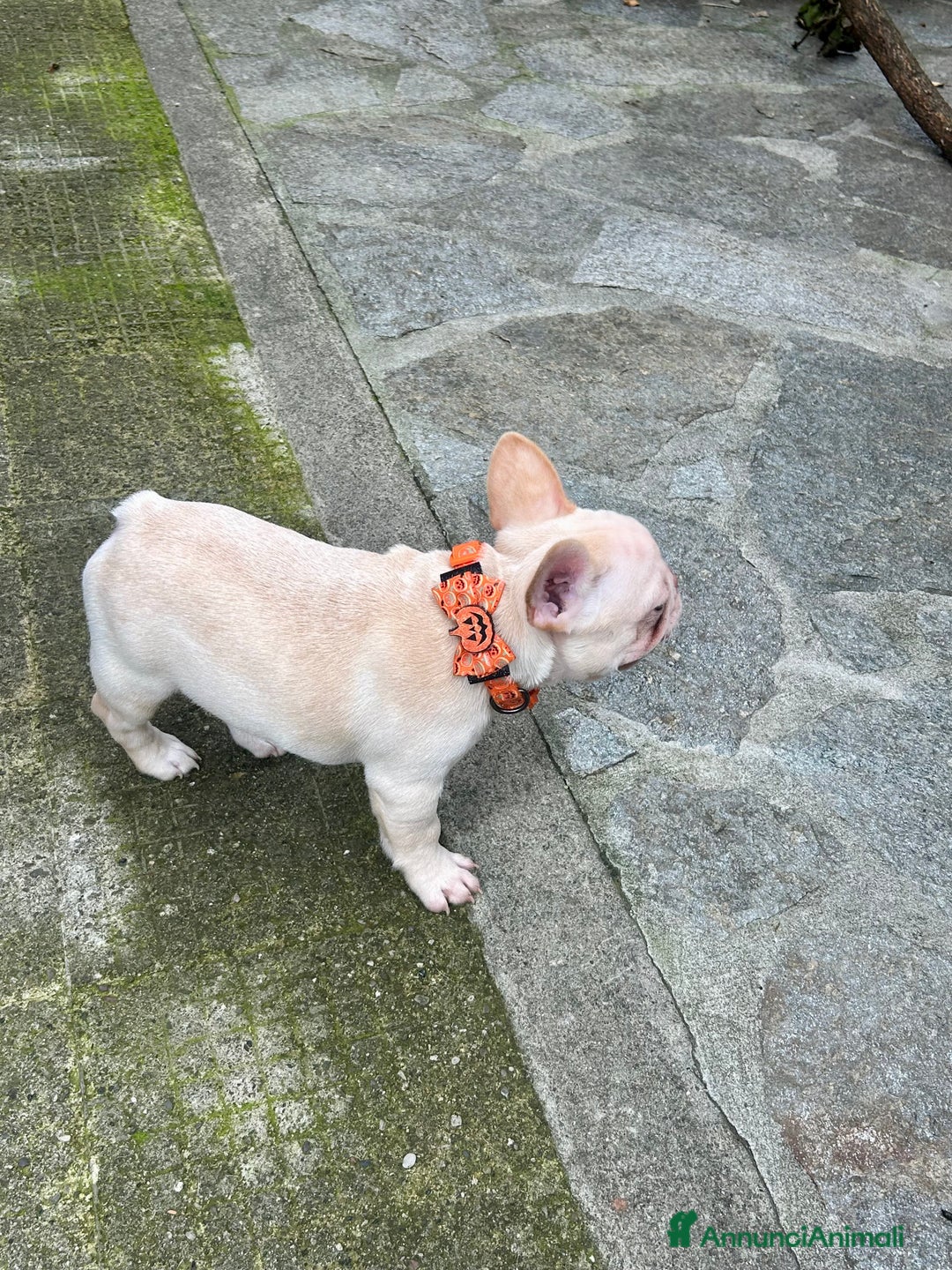 Bulldog Francese cani in vendita: French Bulldog Femmina  - Annuncio 8
