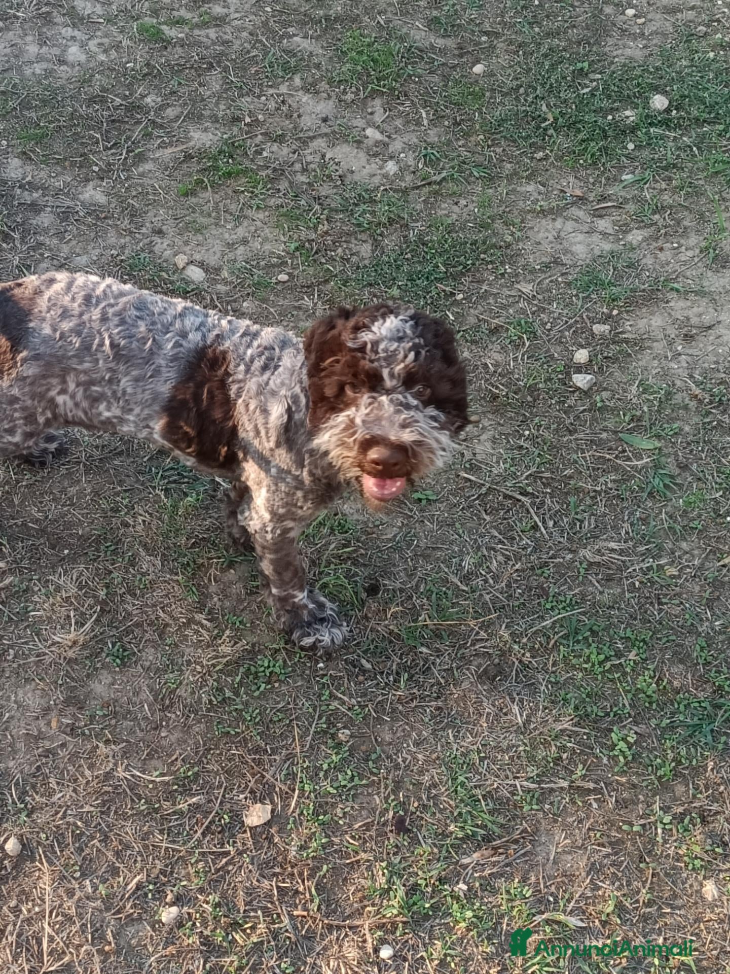 Lagotto cani Cuccioli di Lagotto con Pedigree. Eros e Ares. - Annuncio 6