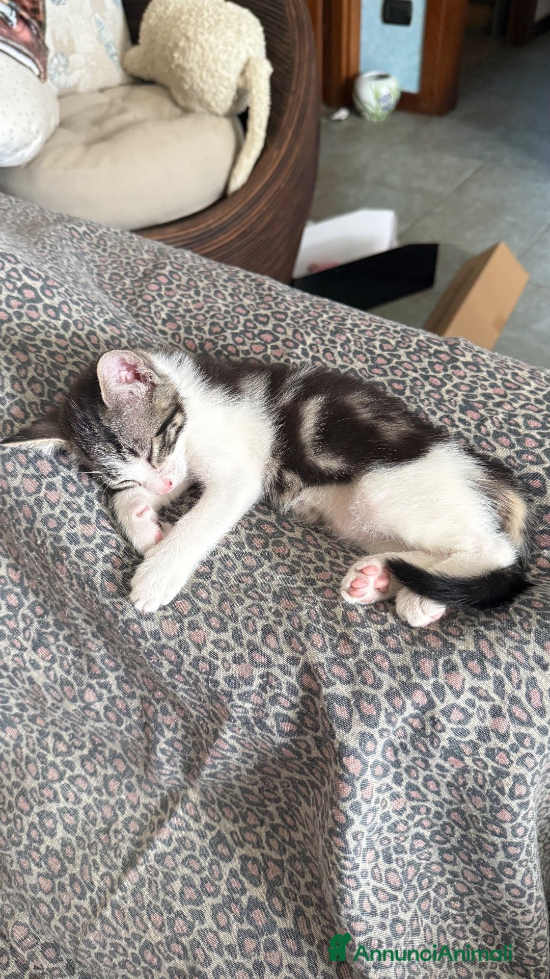 Europeo gatti Gattini in regalo  - Annuncio 1