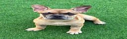 Bulldog Francese cani in vendita: Vendita bulldog francese femmina  - Annuncio 2