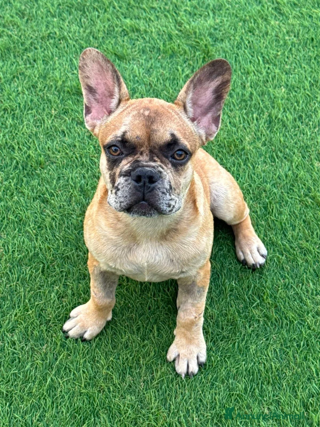 Bulldog Francese cani in vendita: Vendita bulldog francese femmina  - Annuncio 2
