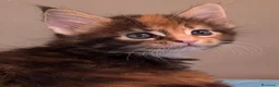 Maine Coon gatti in vendita: Litter F Dolci Fusa - Annuncio 4