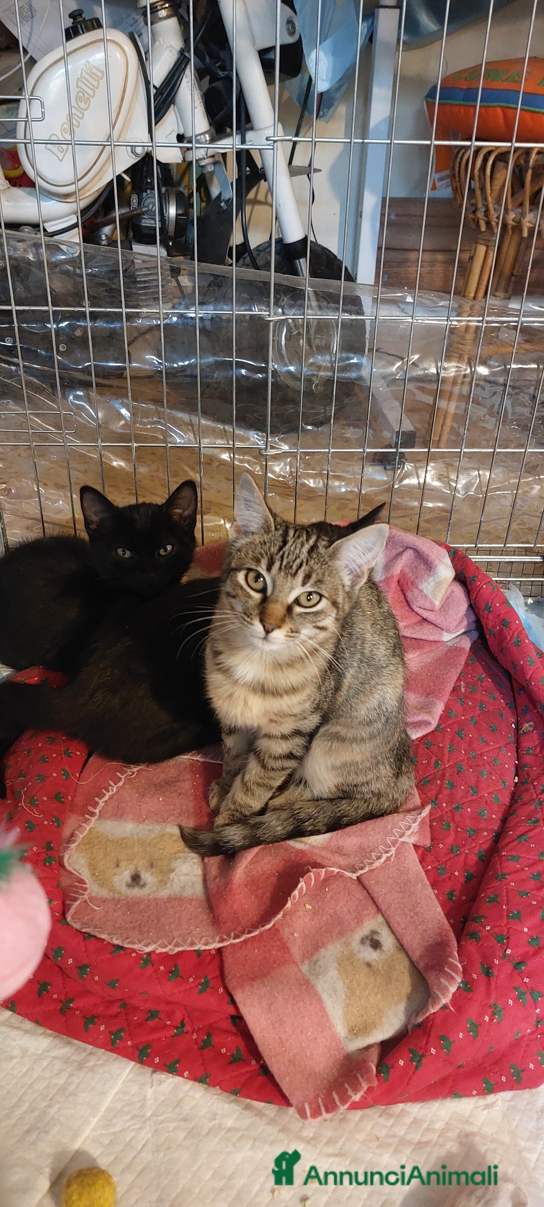 Europeo gatti in regalo: Trilli, Peter e Pan 💞💞💞 - Annuncio 4