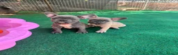 Bulldog Francese cani in vendita: Cuccioli bulldog francese esotici  a Libero consorzio comunale di Siracusa - Annuncio 6