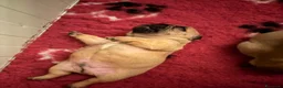 Bulldog Francese cani in vendita: Bulldog francesi pedegree enci  - Annuncio 5