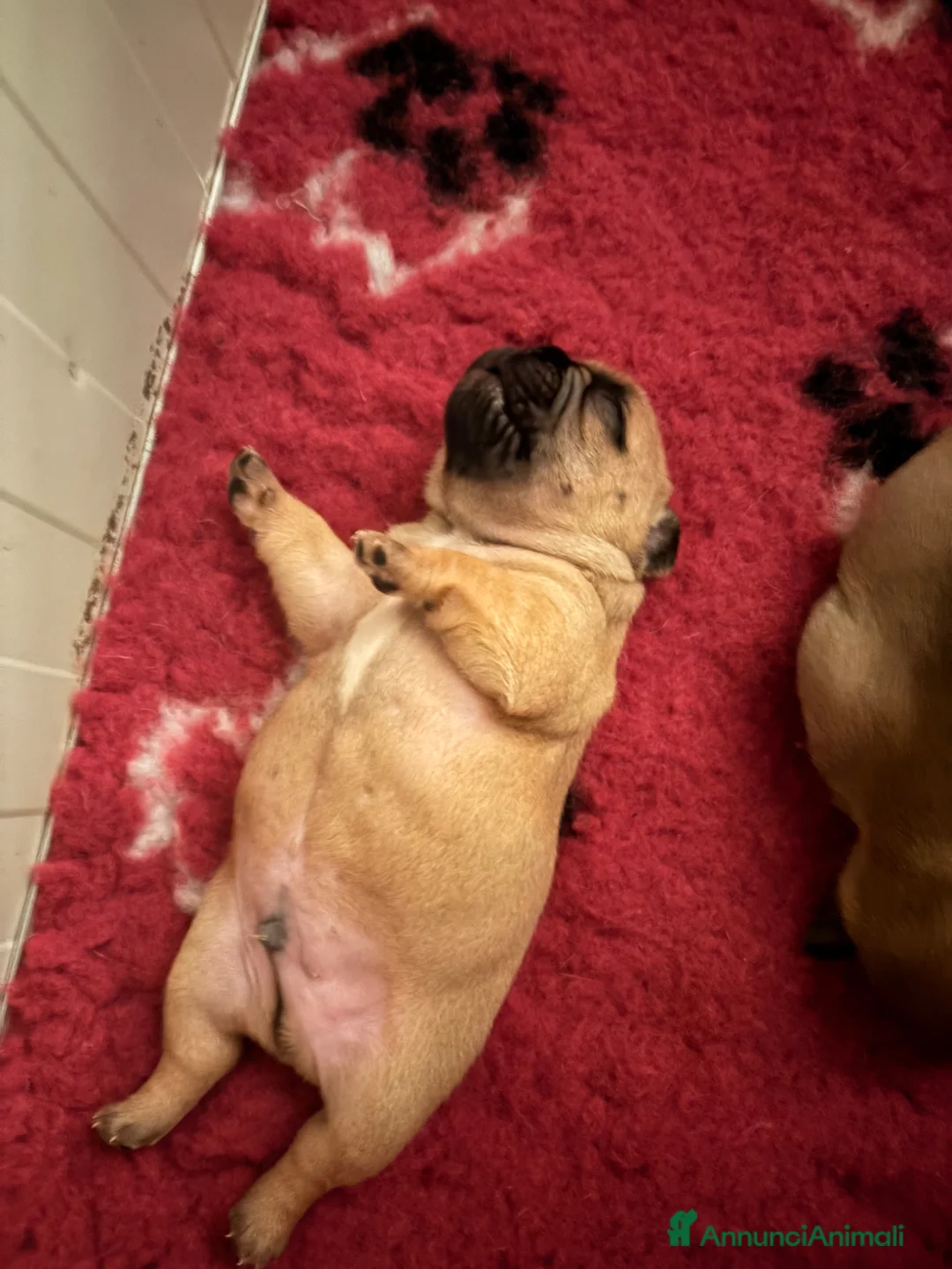 Bulldog Francese cani in vendita: Bulldog francesi pedegree enci  - Annuncio 5