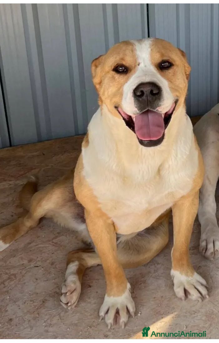 American Staffordshire cani Amstaff cane cozza splendido 5anni ancora in box!! - Annuncio 4
