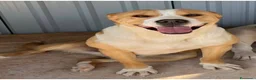 American Staffordshire cani in regalo: Amstaff cane cozza splendido 5anni ancora in box!! - Annuncio 1