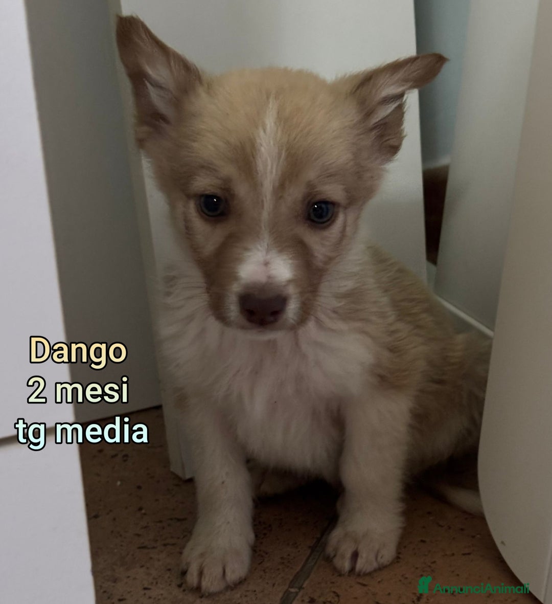 Meticcio cani in regalo: CUCCIOLI BISOGNOSI IN CERCA D'AMORE  - Annuncio 4