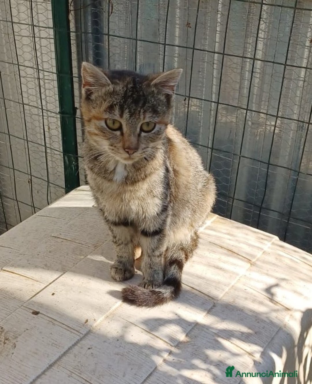 Meticcio gatti in regalo: LA DOLCISSIMA E BELLISSIMA TIGRA - Annuncio 7