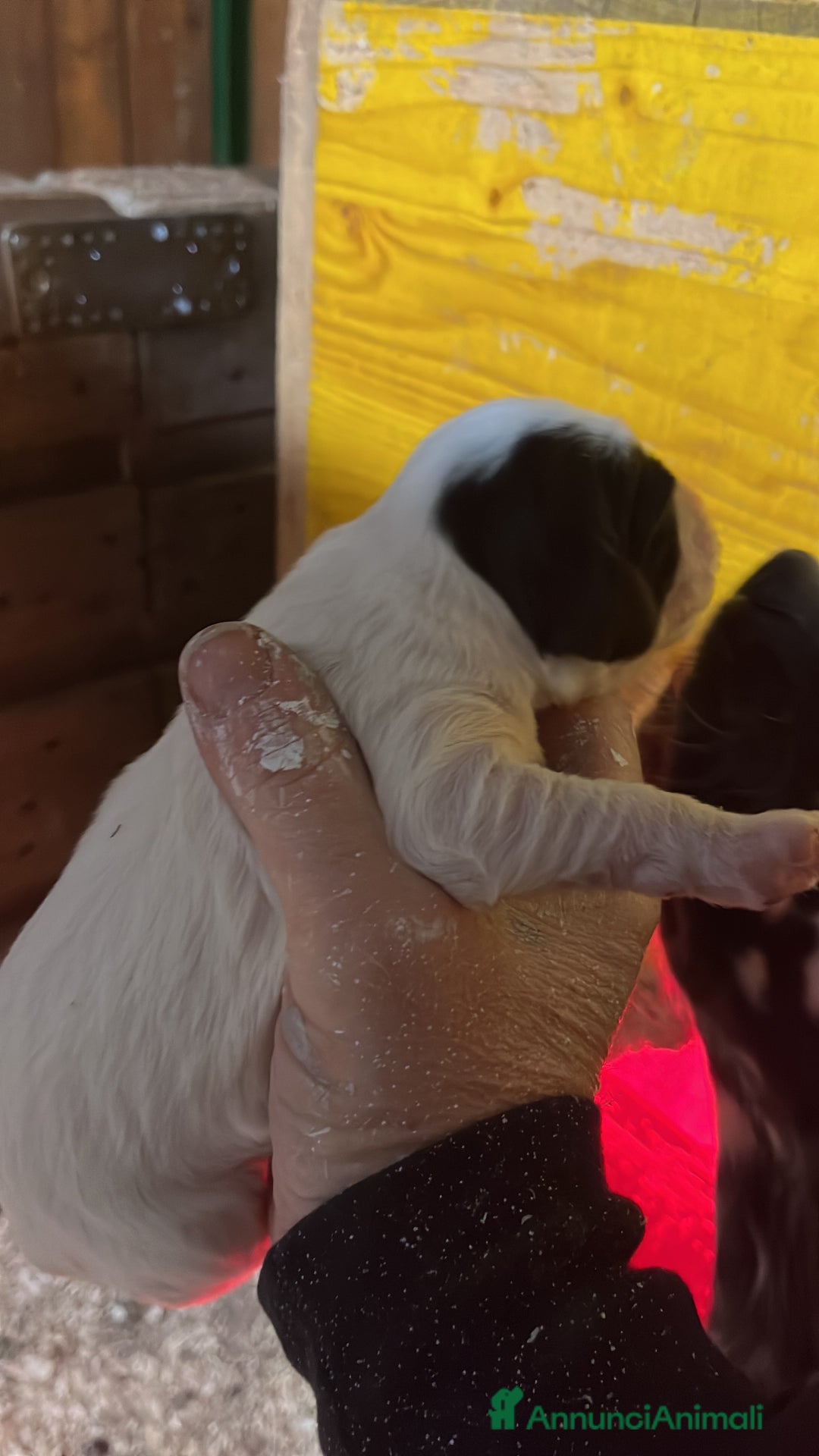 Setter Inglese cani in vendita: Cuccioli setter inglese  - Annuncio 4