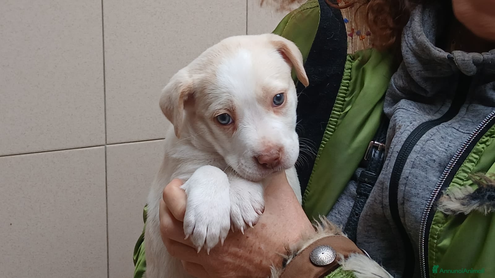 Meticcio cani LA DOLCISSIMA FRIDA STA CERCANDO LA SUA MAMMA - Annuncio 6