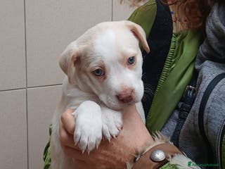 Meticcio cani LA DOLCISSIMA FRIDA STA CERCANDO LA SUA MAMMA - Annuncio 6