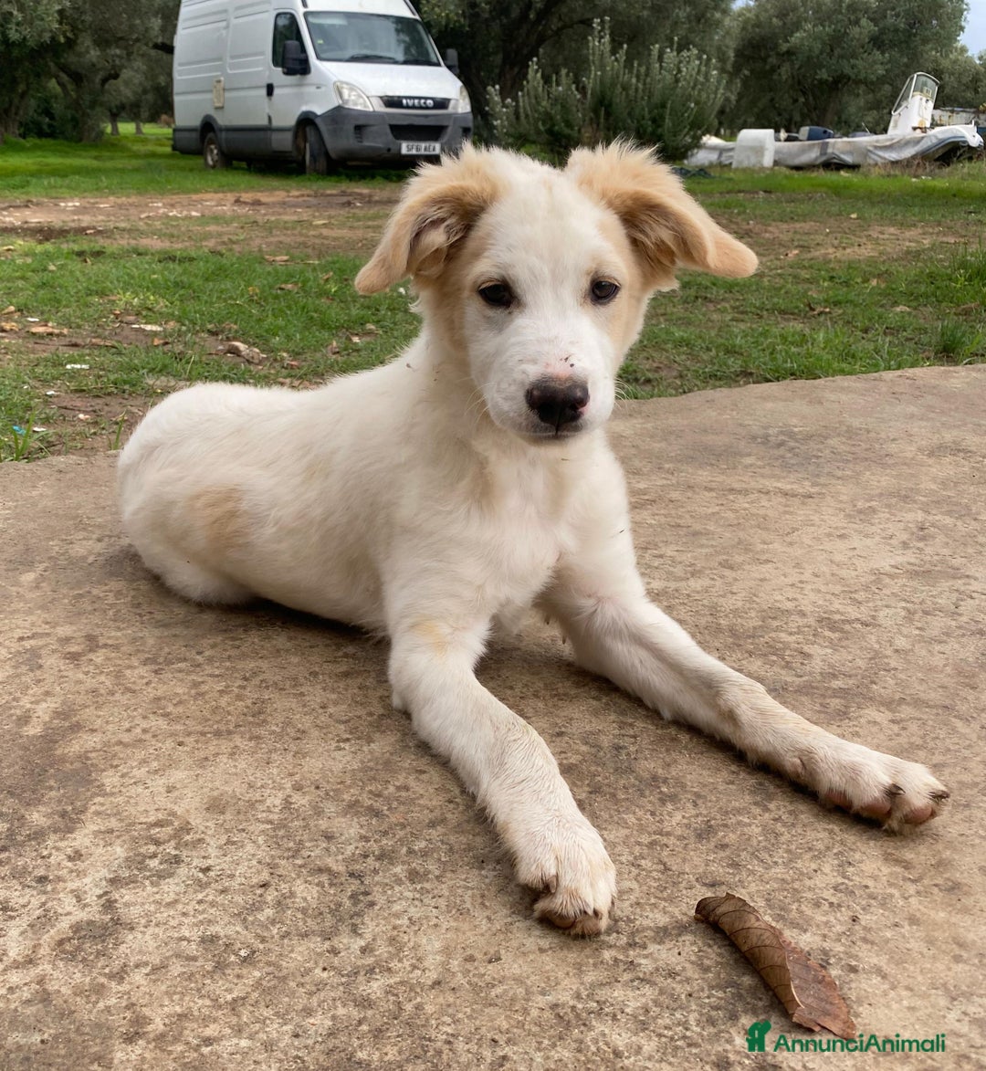 Meticcio cani in regalo: Fuffy cucciolo adorabile - Annuncio 16