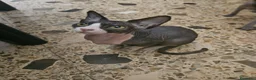 Sphynx gatti in vendita: Vendo gatto nudo SPYNX - Annuncio 4