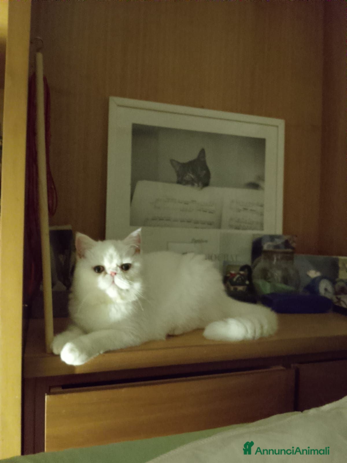 Exotic Shorthair gatti exotic short hair bianco - Annuncio 8