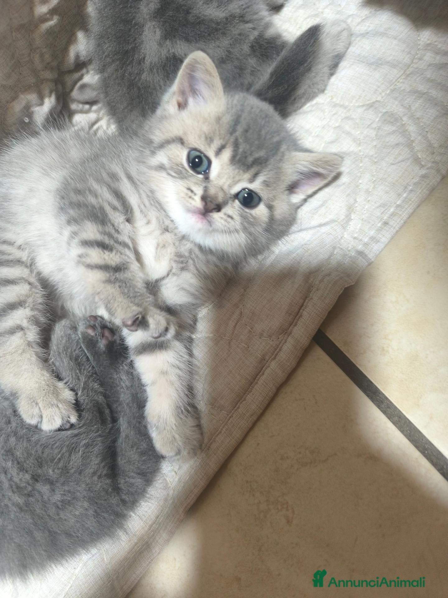 Scottish gatti Gattini scottisch straigth e fold - Annuncio 16
