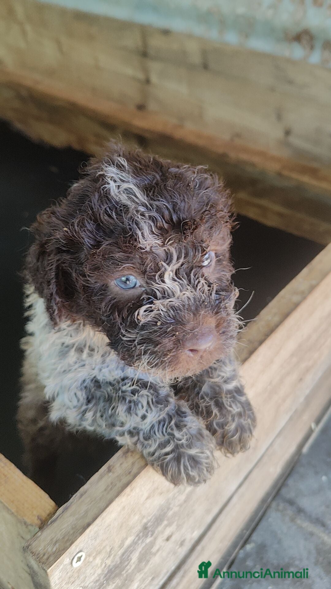 Lagotto cani Lagotto Romagnolo  - Annuncio 11