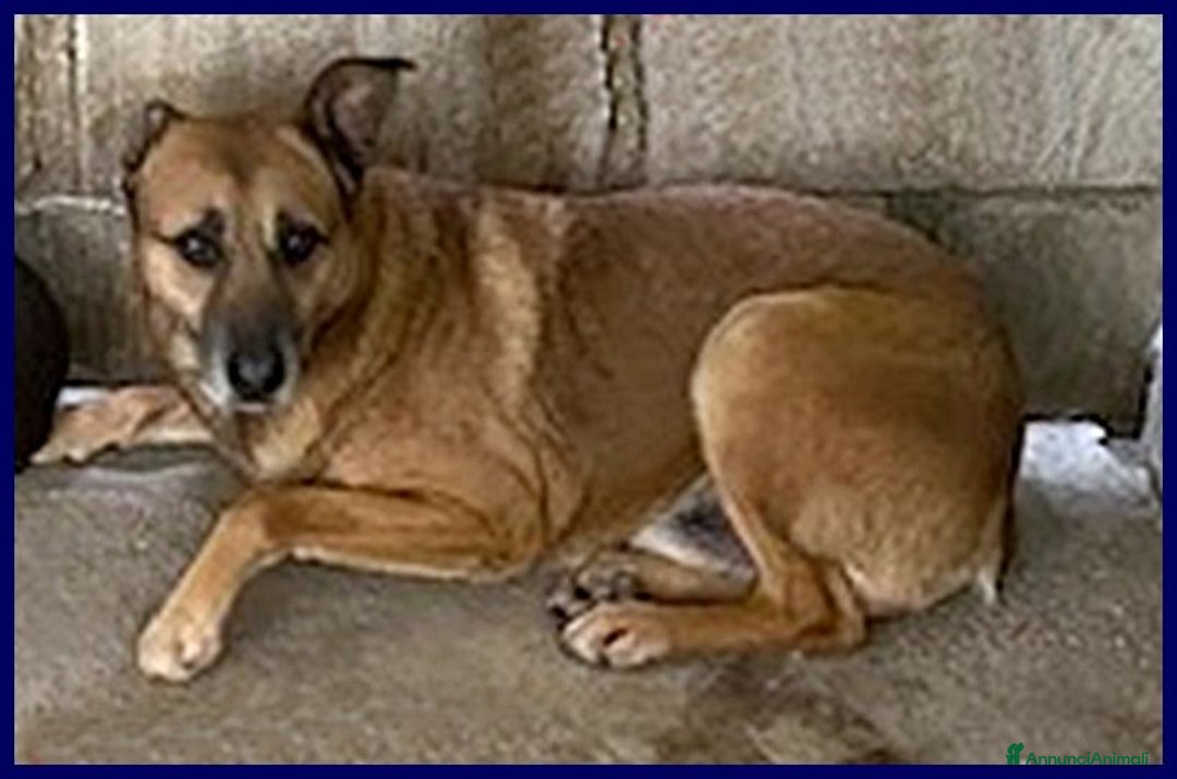 Meticcio cani in regalo: ZICO timido lupetto - Annuncio 4