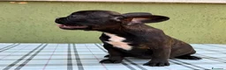 Bulldog Francese cani in vendita: Bulldog francese con Pedigree Enci  - Annuncio 14