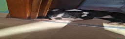 Boston Terrier cani in vendita: Disponibili 2 cuccioli maschi 3518210391  - Annuncio 7
