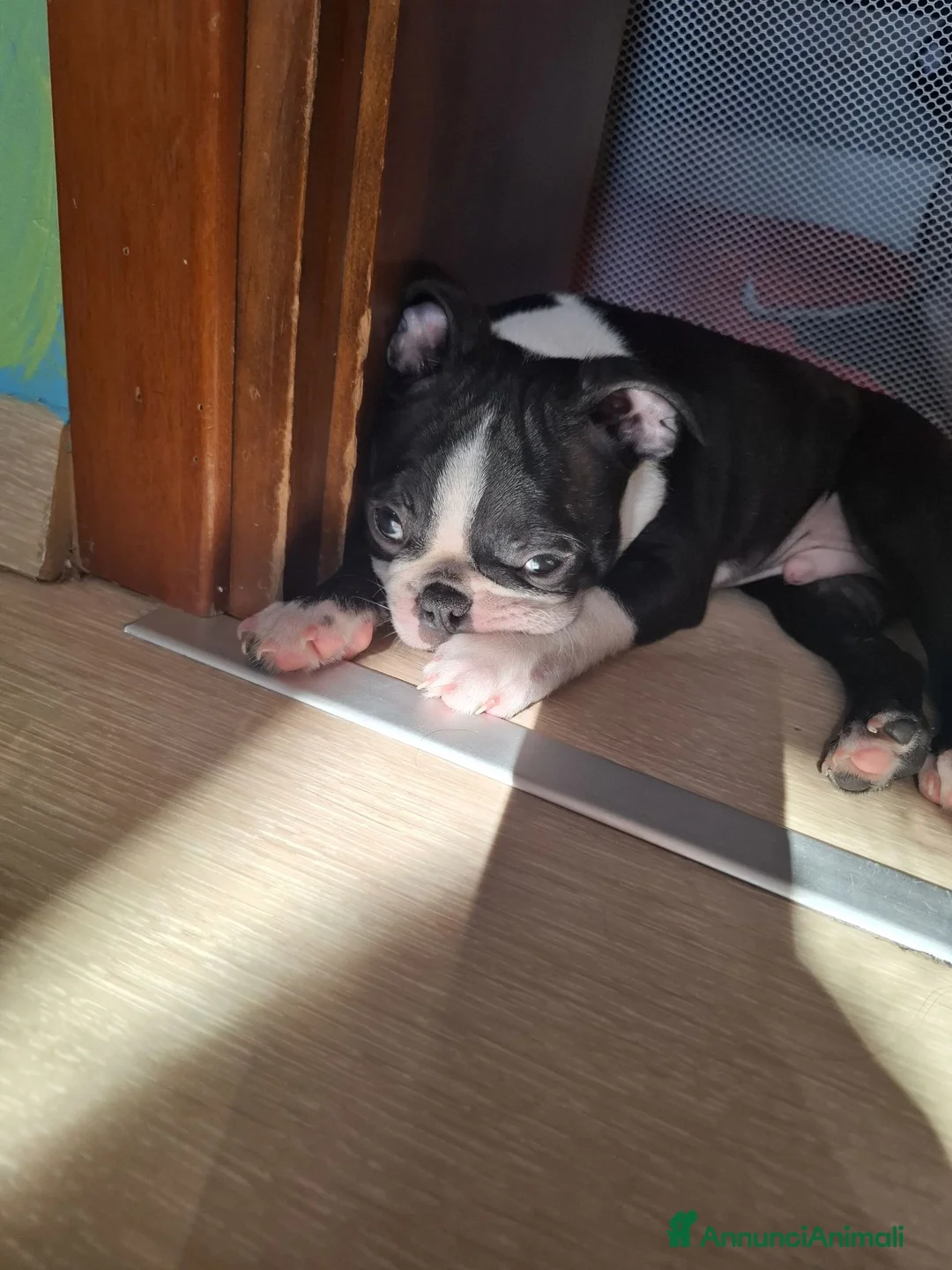 Boston Terrier cani in vendita: Disponibili 2 cuccioli maschi 3518210391  - Annuncio 7