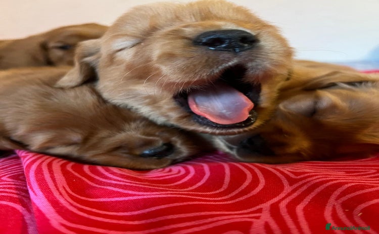 Golden Retriever cani CUCCIOLI DI GOLDEN RETRIEVER AMERICANI - Annuncio 8