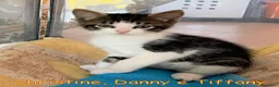 Europeo gatti in regalo: CHRISTIN,  DANNY  E TIFFANY GATTINI PELO LUNGO - Annuncio 7
