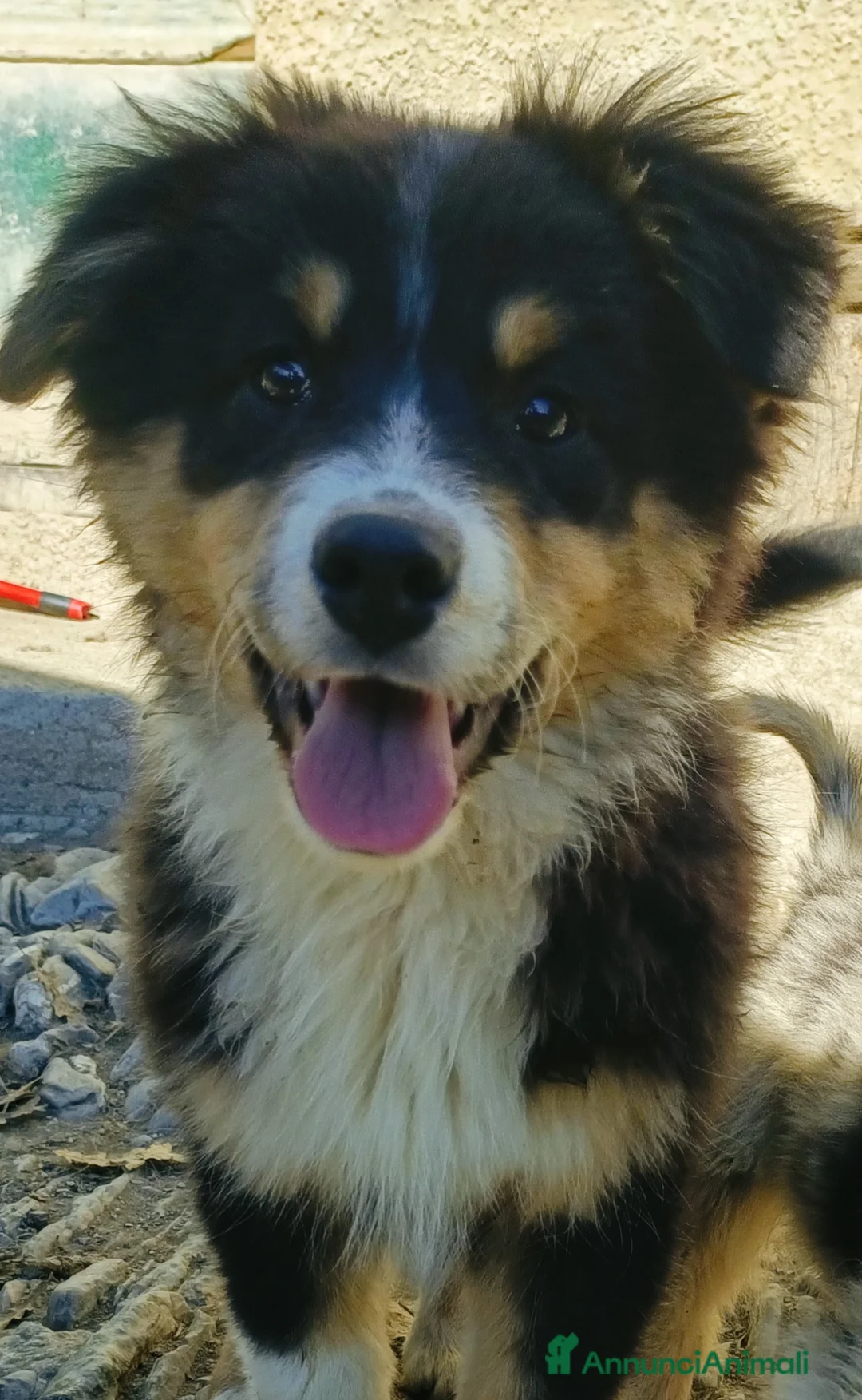 Australian Shepherd cani in vendita: Cuccioloni di pastore australiano  - Annuncio 4