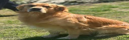 Golden Retriever cani per accoppiamento: Cerco fidanzata - Annuncio 8