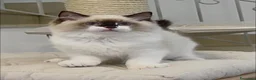 Ragdoll gatti in vendita: Super maschietto dal look “orsacchiotto”, pedigree a Città metropolitana di Roma Capitale - Annuncio 3