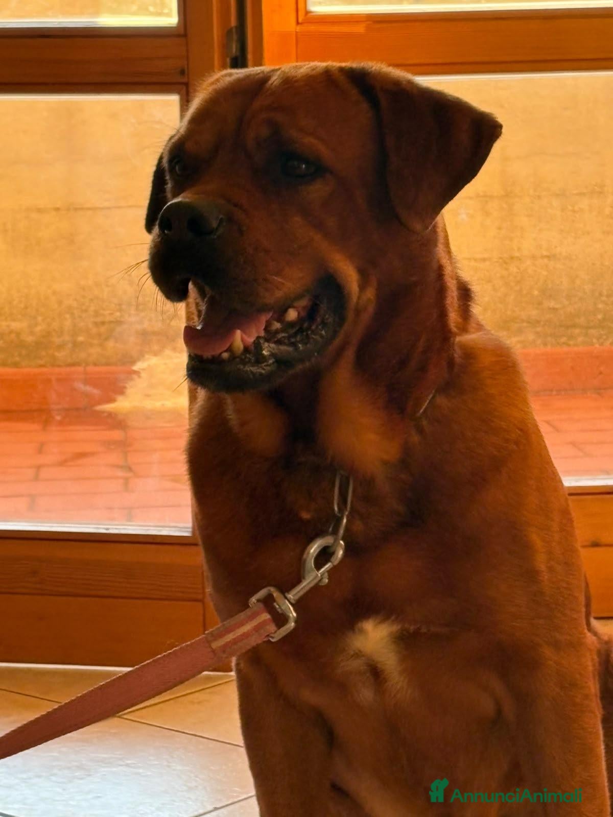 Altre razze cani Cane tayson  - Annuncio 38