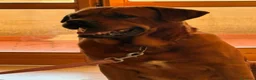 Altre razze cani in regalo: Cane tayson  a Provincia di Arezzo - Annuncio 1