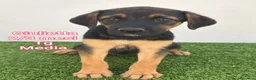 Meticcio cani in regalo: CUCCIOLI: URGENTE, TEMPO SCADUTO  a Provincia di Arezzo - Annuncio 2