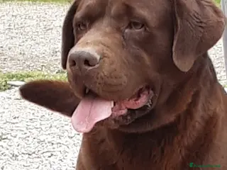 Labrador cani Labrador cioccolato - Annuncio 4