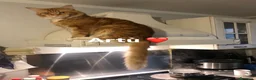 Maine Coon gatti in vendita: Cuccioli Maine Coon - Annuncio 2