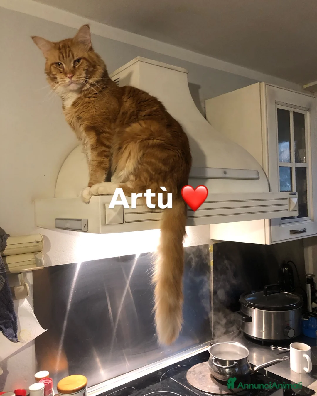 Maine Coon gatti in vendita: Cuccioli Maine Coon - Annuncio 2