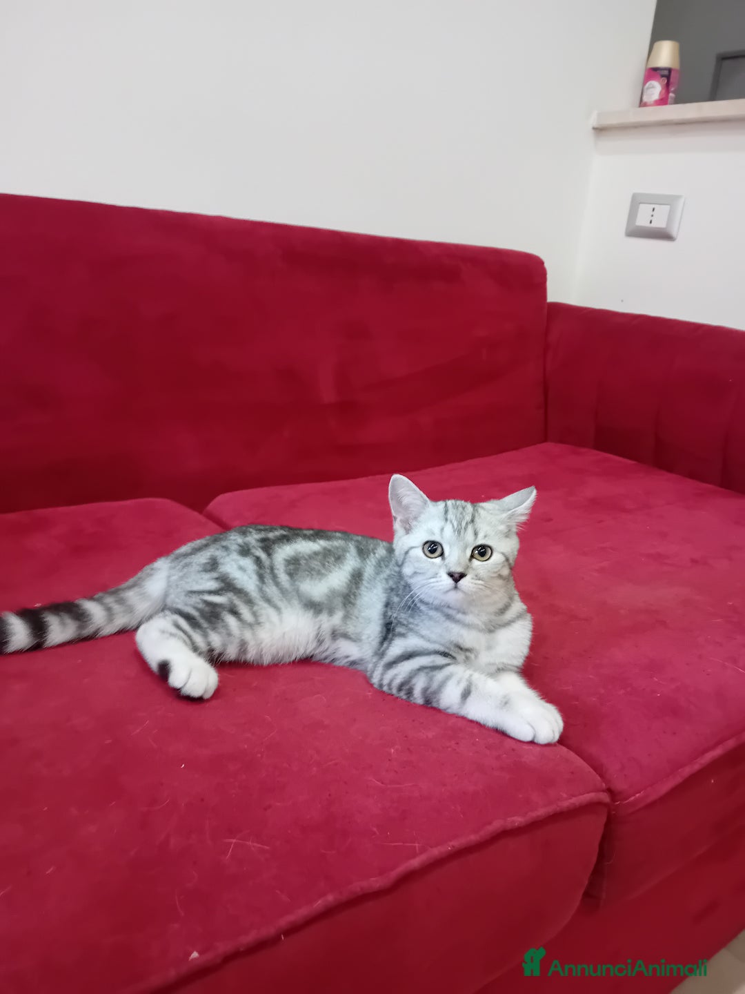 Scottish gatti in vendita: Scottish Straight e fold a Provincia di Piacenza - Immagine 2